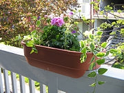 Цветы для балкона