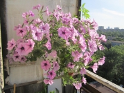 Сурфиния на балконе