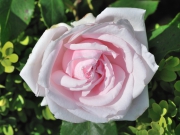 Флорибунда: Цветы и Жизнь